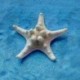 2Pcs természetes csillag tengeri csillag Shell akvárium táj DIY gyártása kézműves dekoráció