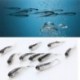 10db Tiddler Bait Fluke hal (... Horgász csalik Crankbaits horogok Garnélarák Minnow Frog Fish Baits Bass Tackle Tool