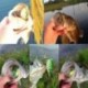5db véletlenszerű 5db halászati csalik Nagy béka Topwater Crankbait horog Bass zsákmány eszköz