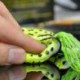 5db véletlenszerű 5db halászati csalik Nagy béka Topwater Crankbait horog Bass zsákmány eszköz
