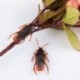 10db különleges élethű modell hamis csótány Roach játék prémes vicces trükk Joke