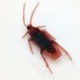 10db különleges élethű modell hamis csótány Roach játék prémes vicces trükk Joke