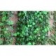 7.5ft Home Decor Mesterséges Ivy Leaf Garland Növények Vine Fake Lombozat virágok JP