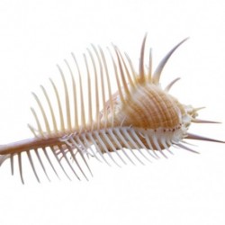 Természetes csiga csiga csiga vénusz csiga kagyló kagyló akvárium tereprendezés esküvő U7E2