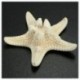 20db fehér, fehérített Knobby tengeri csillag esküvői megjelenítésű kagyló kézműves dekoráció J1S6