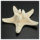 20db fehér, fehérített Knobby tengeri csillag esküvői megjelenítésű kagyló kézműves dekoráció A5U3