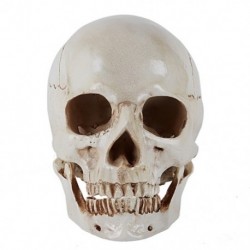 4X (emberi koponya anatómia gyanta taro festményművészete izom-csontrendszeri emberi művészetB8H6