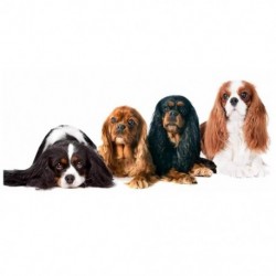 Gyémántfestő kutya, teljes kerek gyémánt hímzés Cavalier King Charles Sp D4P1