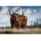 5D Diy Diamond &quot Highland Cow&quot  gyémánt hímzés eladó Diamond Painting Cross L8X8