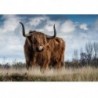 5D Diy Diamond &quot Highland Cow&quot  gyémánt hímzés eladó Diamond Painting Cross L8X8