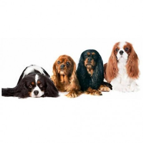 4X (gyémántfestő kutya, teljes kerek gyémánt hímzés Cavalier King CharlesZ9Y2