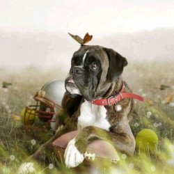 5X (Diy gyémántfestés állati kutya keresztszemes öltésű gyémánt hímzéssel Needlewo V9U1