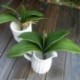 Művirág, Phalaenopsis levelei (lepke orchidea), levél / zöld (gree H6J8