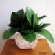 Művirág, Phalaenopsis levelei (lepke orchidea), levél / zöld (gree X5V6
