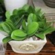 Művirág, Phalaenopsis levelei (lepke orchidea), levél / zöld (gree X5V6