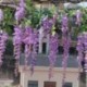 kék - 5X (mesterséges virág Wisteria hosszú 110cm Tofu puding hamis fa rattan Wedd I5B0