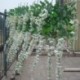 kék - 5X (mesterséges virág Wisteria hosszú 110cm Tofu puding hamis fa rattan Wedd I5B0