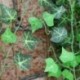12 x Ivy szőlő dekoráció mesterséges növények - levél édes burgonya O1J2