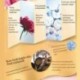 4X (OEDO Rose Peptide tápláló tiszta toner bőrápoló fehérítő hidratáló AH1S4