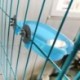 Kis papagájú madárkád kisállat ketrec kiegészítői Madártükör fürdőkád E1H8