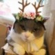 1X (karácsonyi kedvtelésből tartott macska kutya sapkák Rénszarvas kalap fejfedő fejdísz a Pet Holid N3J8-hoz