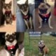 1X (Dog Vest kisállat kutyahám pórázkészlet kicsi, közepes méretű kutyák számára, csokornyakkendő, hivatalos I8Y6