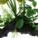2X (Műanyag akvárium terrárium növények Landscacpe dekoratív dísz a Rep Q9A9-hez