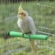 2X (papagáj sügér, 5db madár sügér Budgie sügér Cockatiel sügér madárketrec G8W4