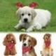 8X (2 db kutya bandana karácsonyi jelmez kisállat santa mintás és sál macska bandana B7P5