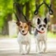 2X (Nylon Dog Pórázcsatlakozó Nem K kusza Kettős Állítható Álló Splitter Le P1L5