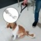 2X (Nylon Dog Pórázcsatlakozó Nem K kusza Kettős Állítható Splitter Le U1Q7