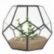 2X (Fekete üveg Pentagon geometriai terrárium tartály ablakpárkány dekoráció Flo C4E8