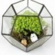 2X (Fekete üveg Pentagon geometriai terrárium tartály ablakpárkány dekoráció Flo C4E8