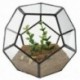 2X (Fekete üveg Pentagon geometriai terrárium tartály ablakpárkány dekoráció Flo C4E8