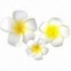 3 db Hawaii Plumeria virág fejdísz hajcsavar Barrette hajcsipesz Accesso N4K5