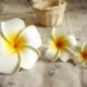 3 db Hawaii Plumeria virág fejdísz hajcsavar Barrette hajcsipesz Accesso N4K5