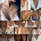 * 13 Arany többrétegű kristály S ... - Többrétegű divat Női Boho ötvözet kulcscsont choker nyaklánc báj lánc