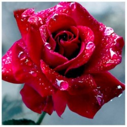 Nincs szín - DIY rózsák gyémántfestés keresztszemes hímzés mozaik készlet szoba dekoráció