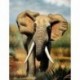 1 * Elefant 30 * 40cm - Art teljes körű fúró kép elefánt 5D készlet DIY gyémánt festmény rajz