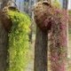 Sárga - Mesterségesen lógó borostyánfüzér növények szőlő hamis lombozat virág wisteria Home USA