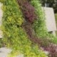 Rózsavörös - Mesterségesen lógó borostyánfüzér növények szőlő hamis lombozat virág wisteria Home USA