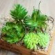 8 * - Mesterséges pozsgás növények kertje miniatűr hamis kaktusz otthoni virág dekoráció barkácsolás