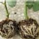 5cm - A növény gyökértermesztő eszközének nagynyomású szaporító gömbdoboza 3 MÉRET AU