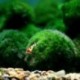 Nincs szín - Zöld óriás Marimo moha labda Cladophora élő akváriumi növény haltartó dekor CA