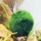 Nincs szín - Zöld óriás Marimo moha labda Cladophora élő akváriumi növény haltartó dekor CA