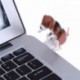 Gépkocsik Dísztárgyak kiegészítők Vicces aranyos kisállat USB Humping Spot kutyajáték karácsonyi ajándékok szürke