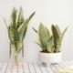 1db-8levelek - Mesterséges növények otthoni kert dekorációhoz Sansevieria ág hamis virágok műanyag levelek bonsai zöld