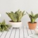 1db-8levelek - Mesterséges növények otthoni kert dekorációhoz Sansevieria ág hamis virágok műanyag levelek bonsai zöld