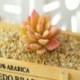 Szín: ZRtianshuang narancs - Többstílusú zöld pelyhesítő mesterséges pozsgás növények Bonsai Esküvő Otthoni kert