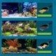 Ergonomikus-akv__riumok-kavicssz__r__-homoklap__tok-Fishtanks-kerttiszt__t__-eszk__z-N84C